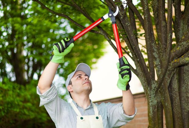 The Importance of Regular Tree Pruning Services for Healthy Growth | A ...